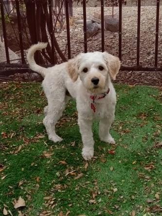 Enlarge Holden, an adopted mixed breed in Roseville, CA image 1/5