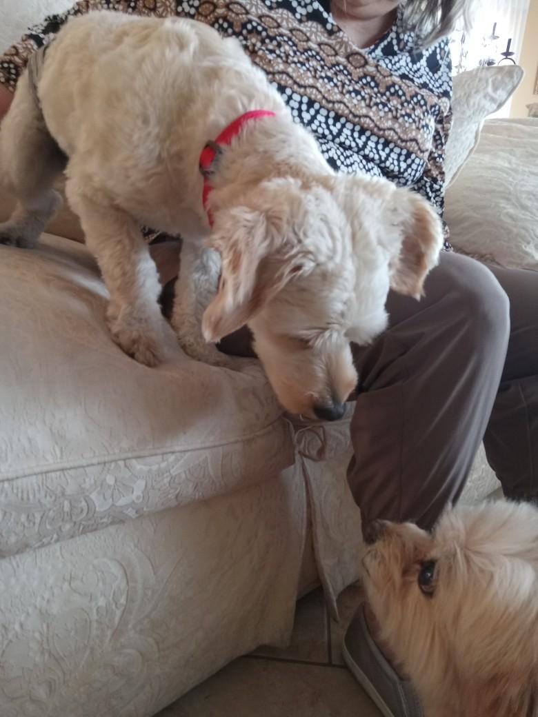 Enlarge Holden, an adopted mixed breed in Roseville, CA image 4/5