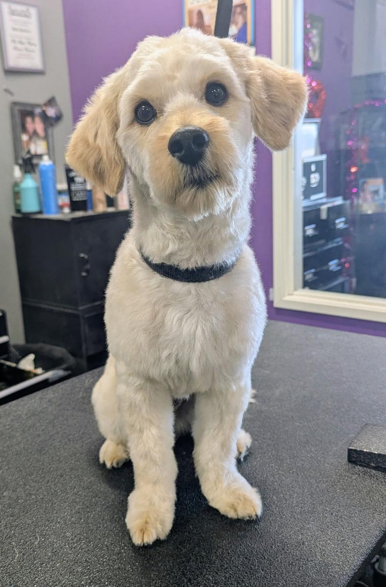 Enlarge Holden, an adopted mixed breed in Roseville, CA image 2/5