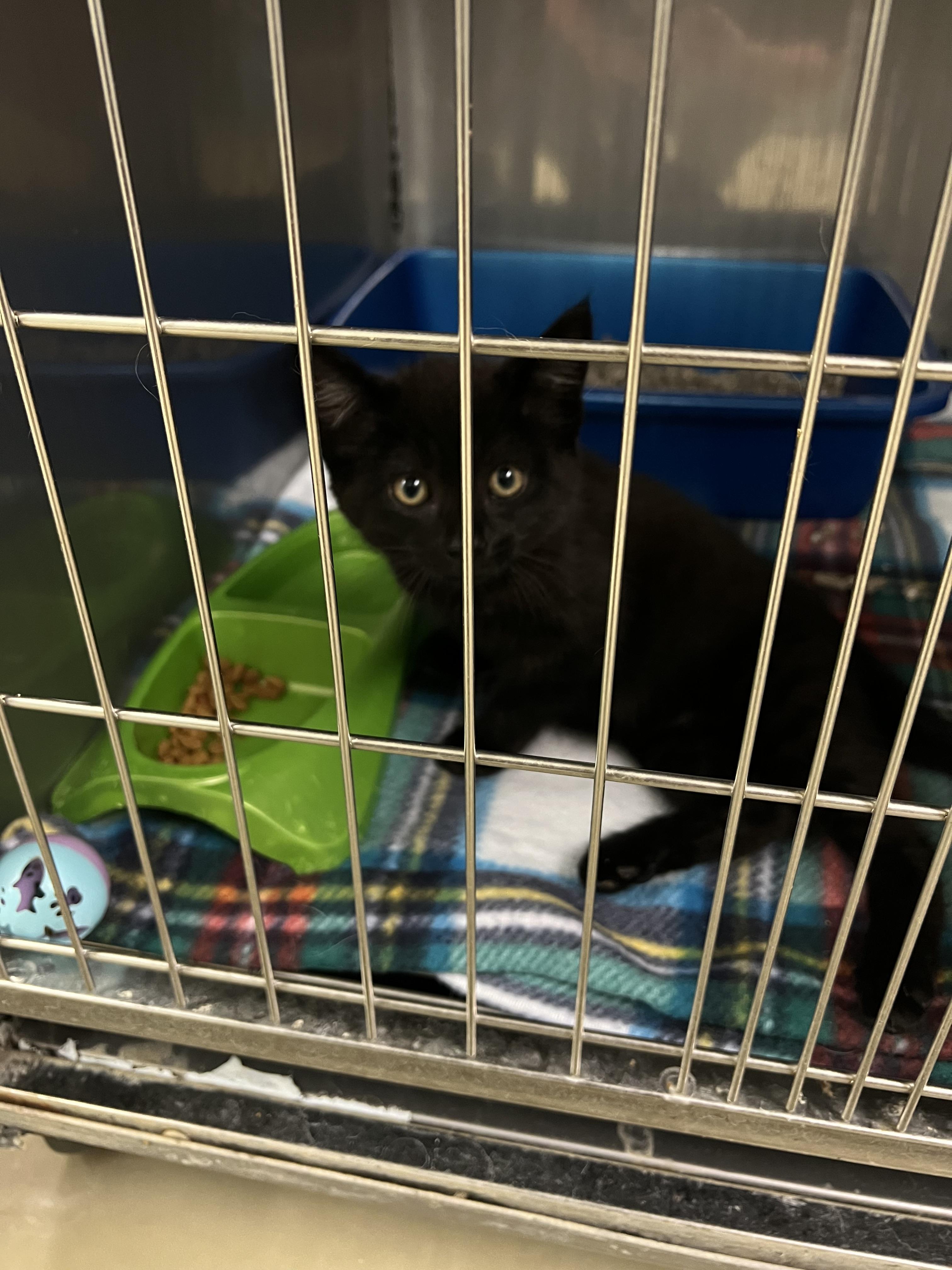 Enlarge Dandy, an adopted Domestic Short Hair in sparta, NC image 1/1