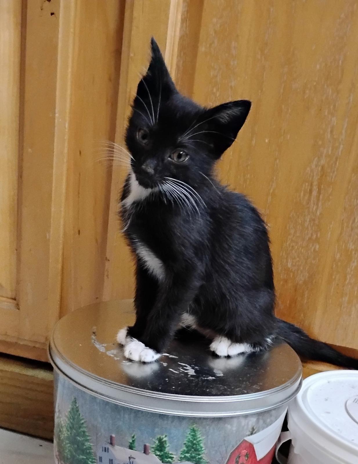 Hugs, Adopted, Kitten Female Domestic Short Hair.