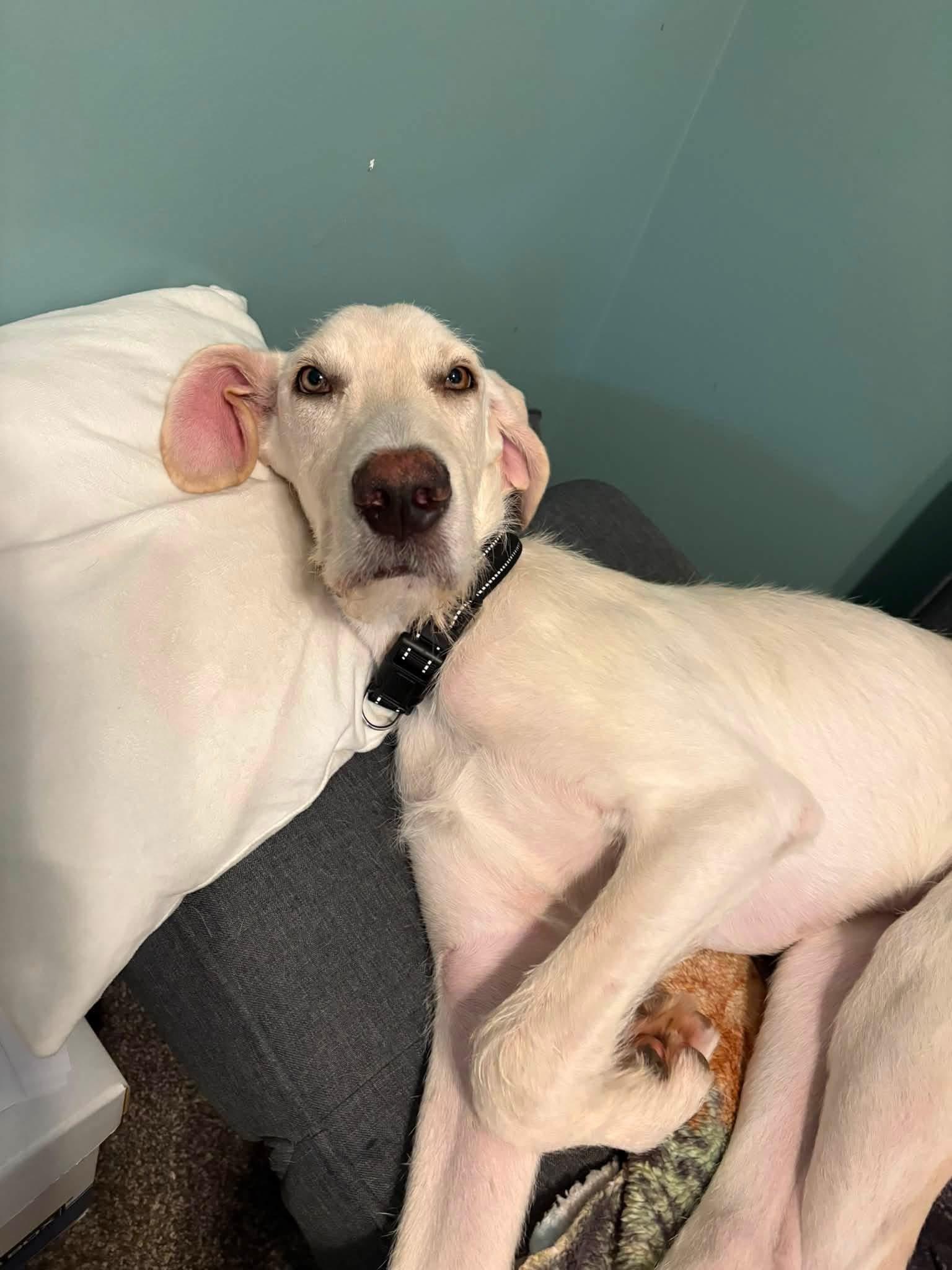 Chowder, a ADOPTABLE mixed breed in Grand Haven, MI image 2/3