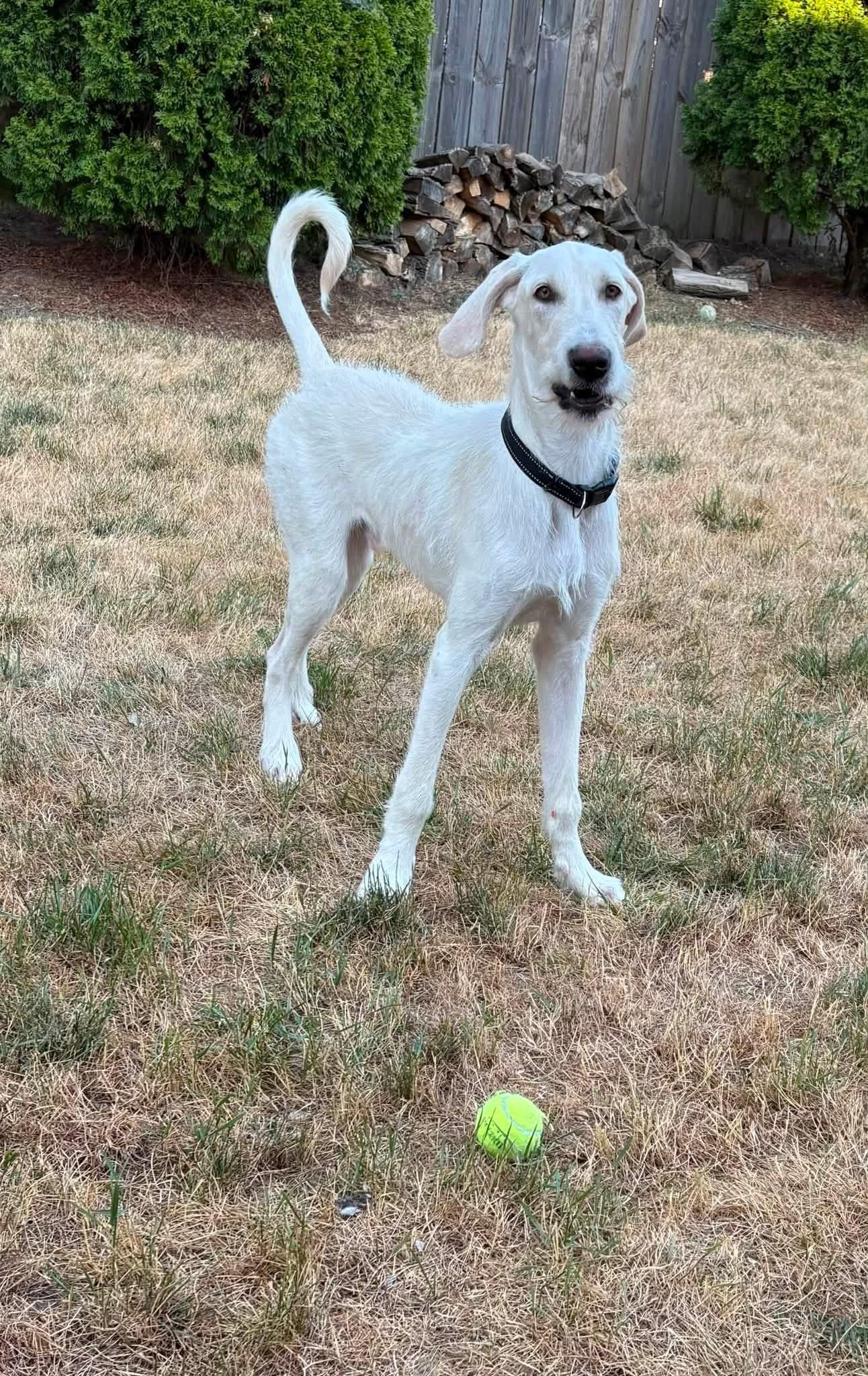 Chowder, ADOPTABLE, Young Male Great Dane & Irish Wolfhound.