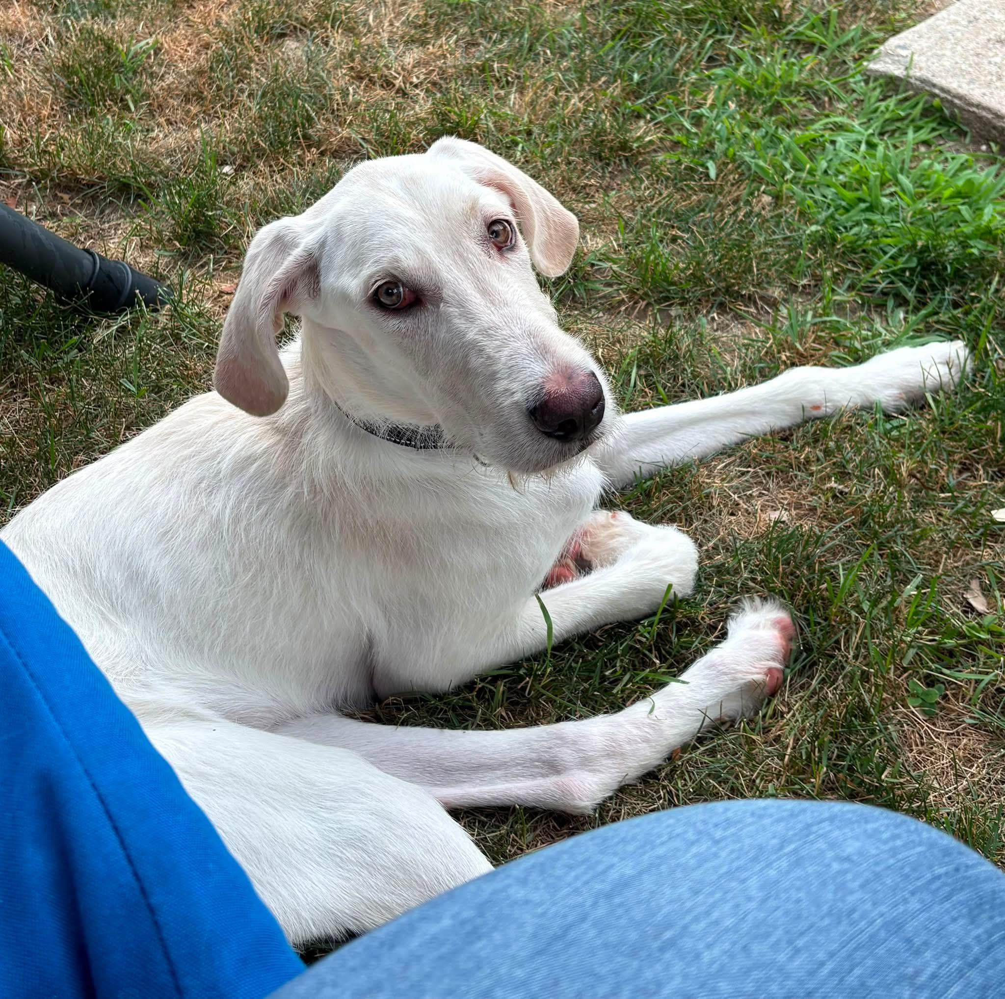 Chowder, a ADOPTABLE mixed breed in Grand Haven, MI image 3/3