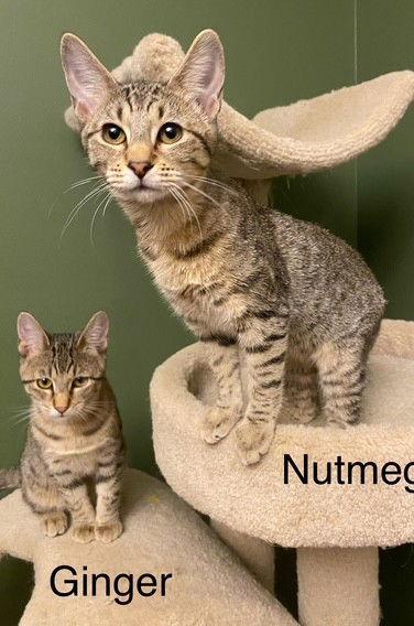 Enlarge Ginger, a Adoptable Domestic Short Hair in Shawnee, KS image 1/3