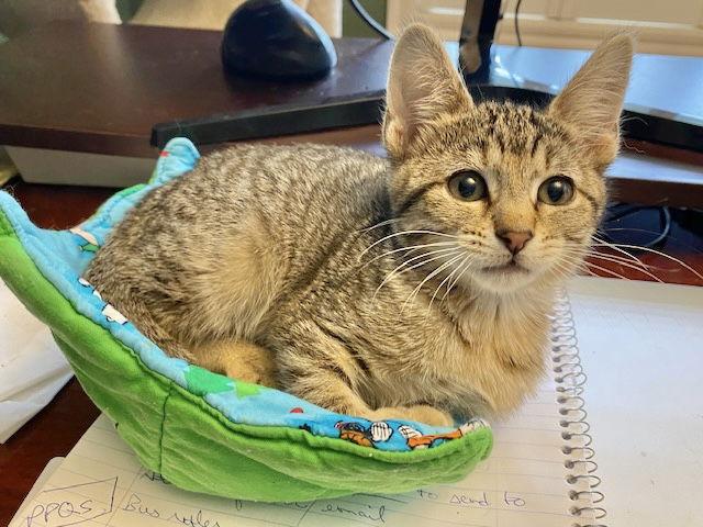 Enlarge Ginger, a Adoptable Domestic Short Hair in Shawnee, KS image 2/3