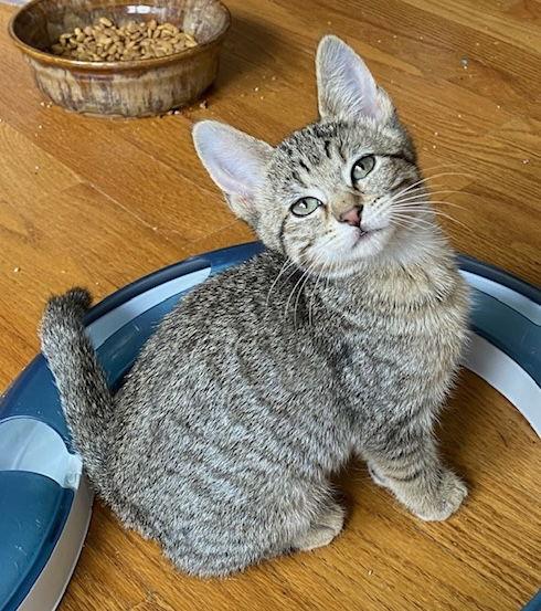 Ginger, a Adoptable Domestic Short Hair in Shawnee, KS image 1/2