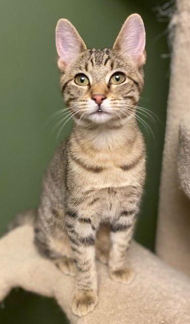 Enlarge Ginger, a Adoptable Domestic Short Hair in Shawnee, KS image 3/3
