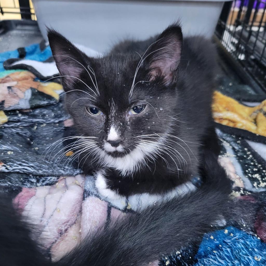 Princess, Adoptable, Kitten Female Domestic Short Hair.