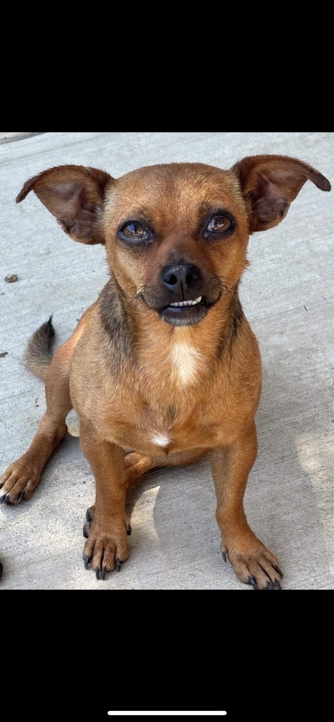 Ella, ADOPTABLE, Young Female Chihuahua & Pug.