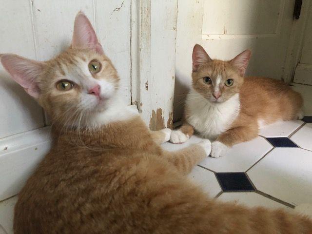 Enlarge Socks Malone - COURTESY POSTING, a Adoptable mixed breed in Roseville, MN image 3/4