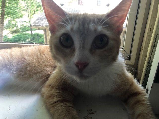 Socks Malone - COURTESY POSTING, Adoptable, Young Female Domestic Short Hair & Maine Coon.