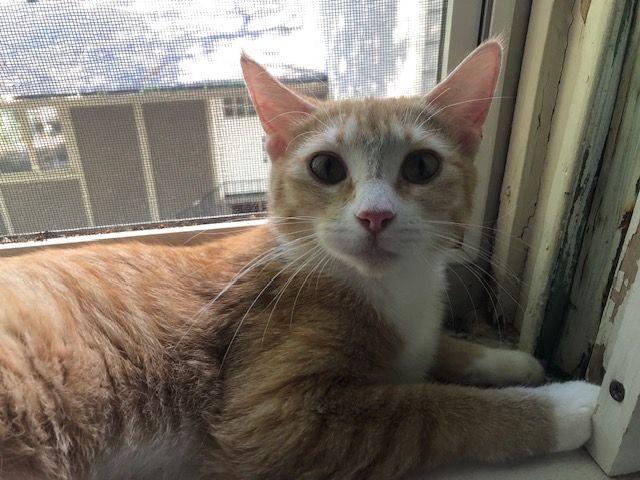 Socks Malone - COURTESY POSTING, Adoptable, Young Female Domestic Short Hair & Maine Coon.