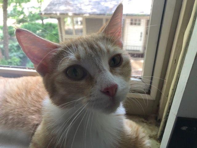 Enlarge Socks Malone - COURTESY POSTING, a Adoptable mixed breed in Roseville, MN image 4/4