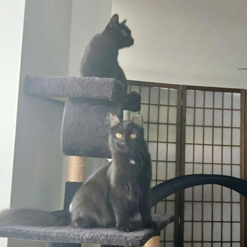 Ayven, Adoptable, Kitten Female Domestic Long Hair.