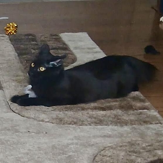 Ayven, a Adoptable mixed breed in Chicago, IL image 2/6