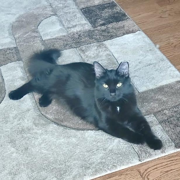 Ayven, a Adoptable mixed breed in Chicago, IL image 3/6