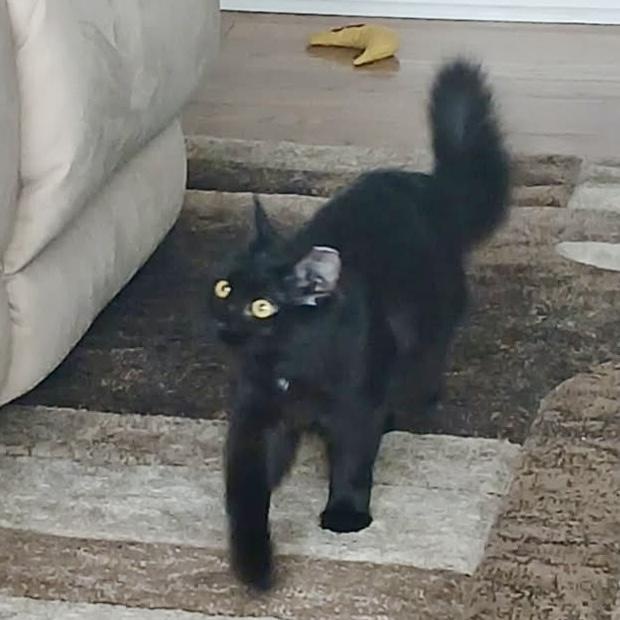 Ayven, a Adoptable mixed breed in Chicago, IL image 4/6