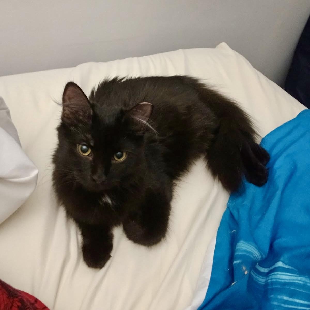 Ayven, a Adoptable mixed breed in Chicago, IL image 5/6