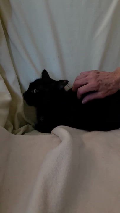 Enlarge Ayven, a Adoptable mixed breed in Chicago, IL video 6/6