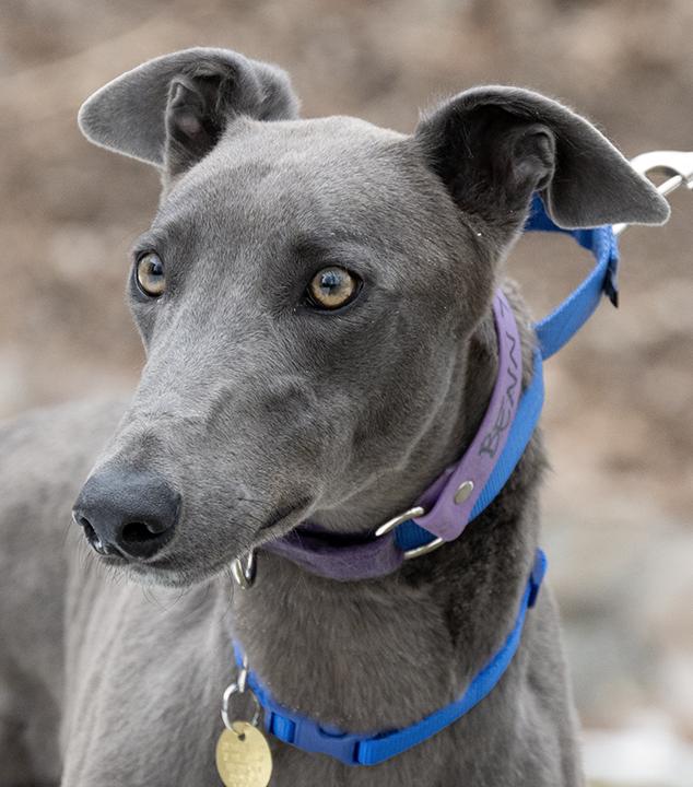 Enlarge Benny, a Adoptable Greyhound in Minneapolis, MN image 1/3