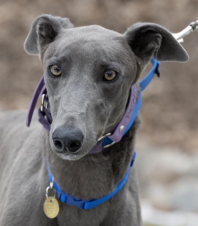 Enlarge Benny, a Adoptable Greyhound in Minneapolis, MN image 2/3