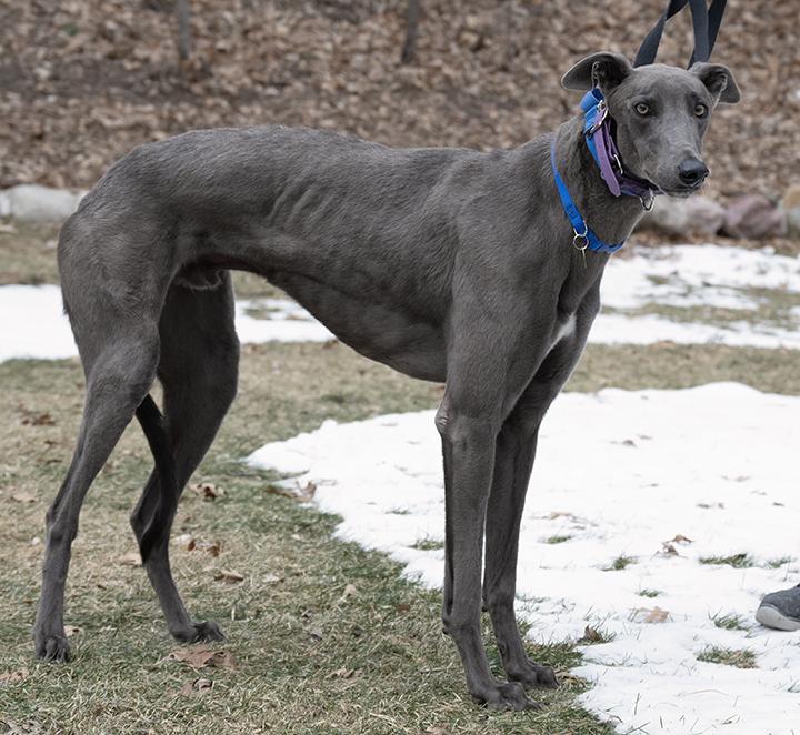 Enlarge Benny, a Adoptable Greyhound in Minneapolis, MN image 3/3