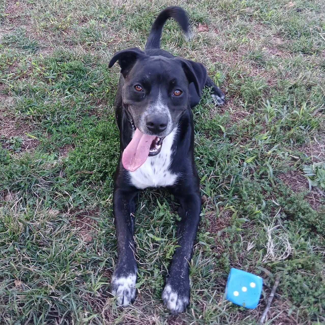 Enlarge Fonzie, a Adoptable mixed breed in Colcord, OK image 5/6