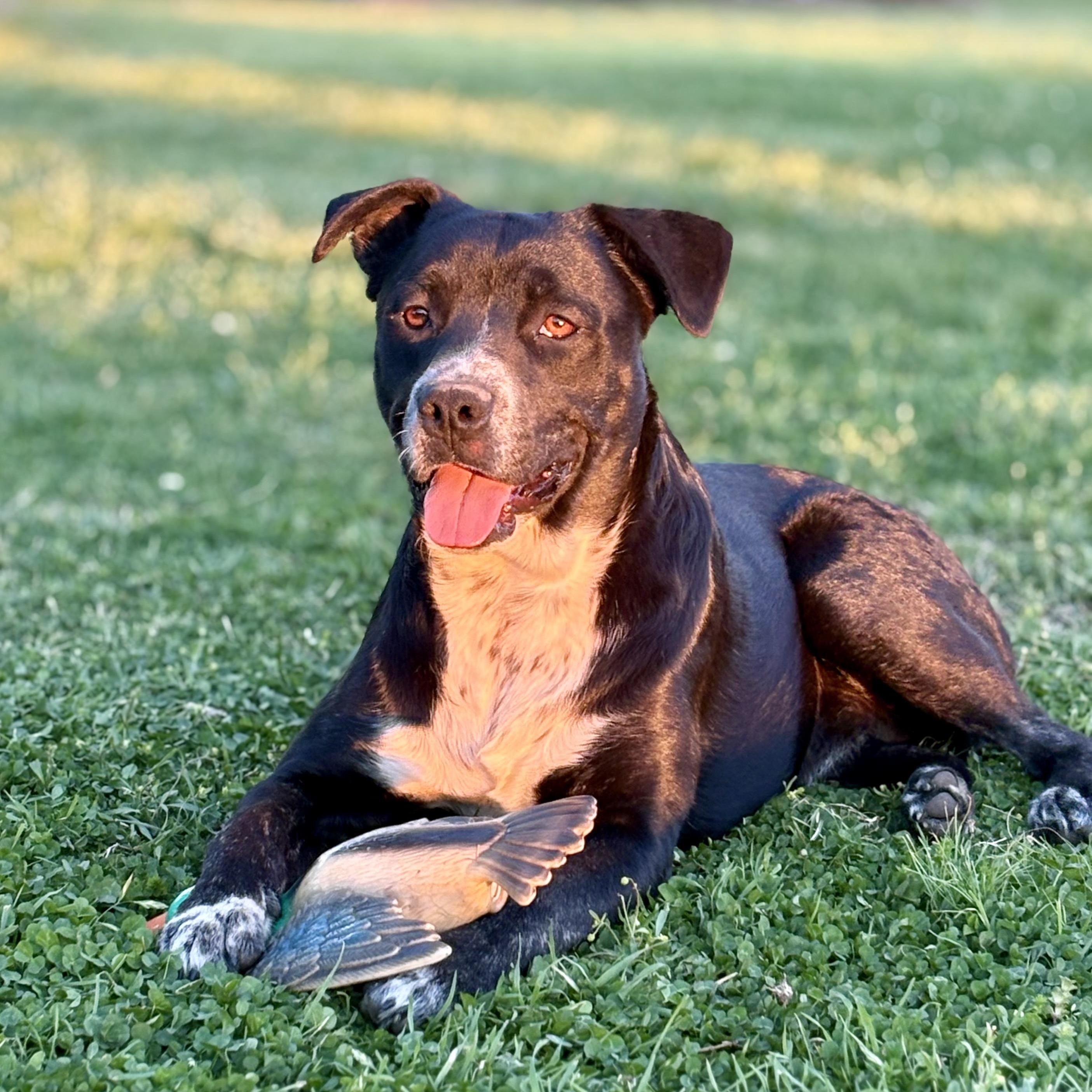 Fonzie, Adoptable, Adult Male Pit Bull Terrier & Black Labrador Retriever.