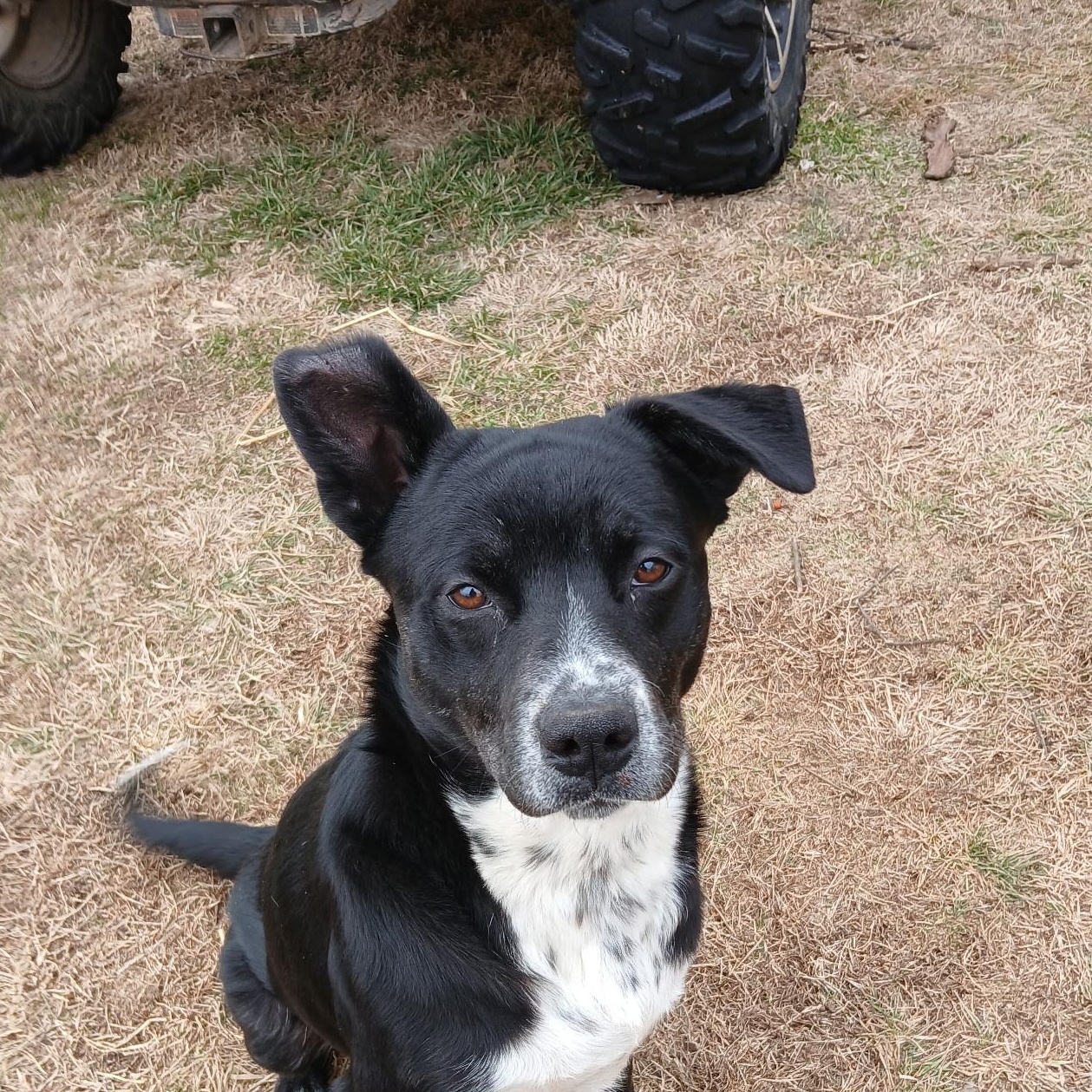 Enlarge Fonzie, a Adoptable mixed breed in Colcord, OK image 4/6