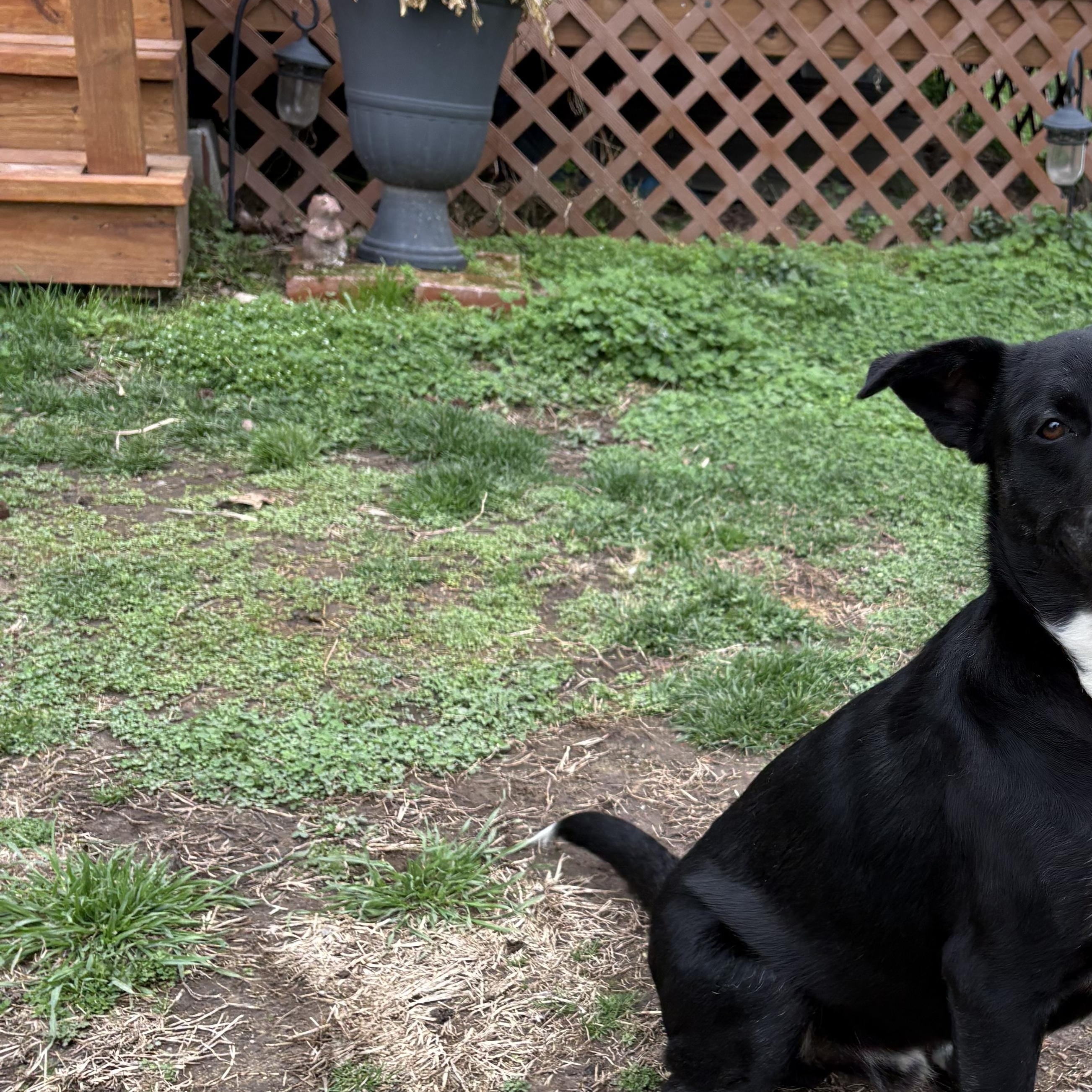 Enlarge Fonzie, a Adoptable mixed breed in Colcord, OK image 2/6