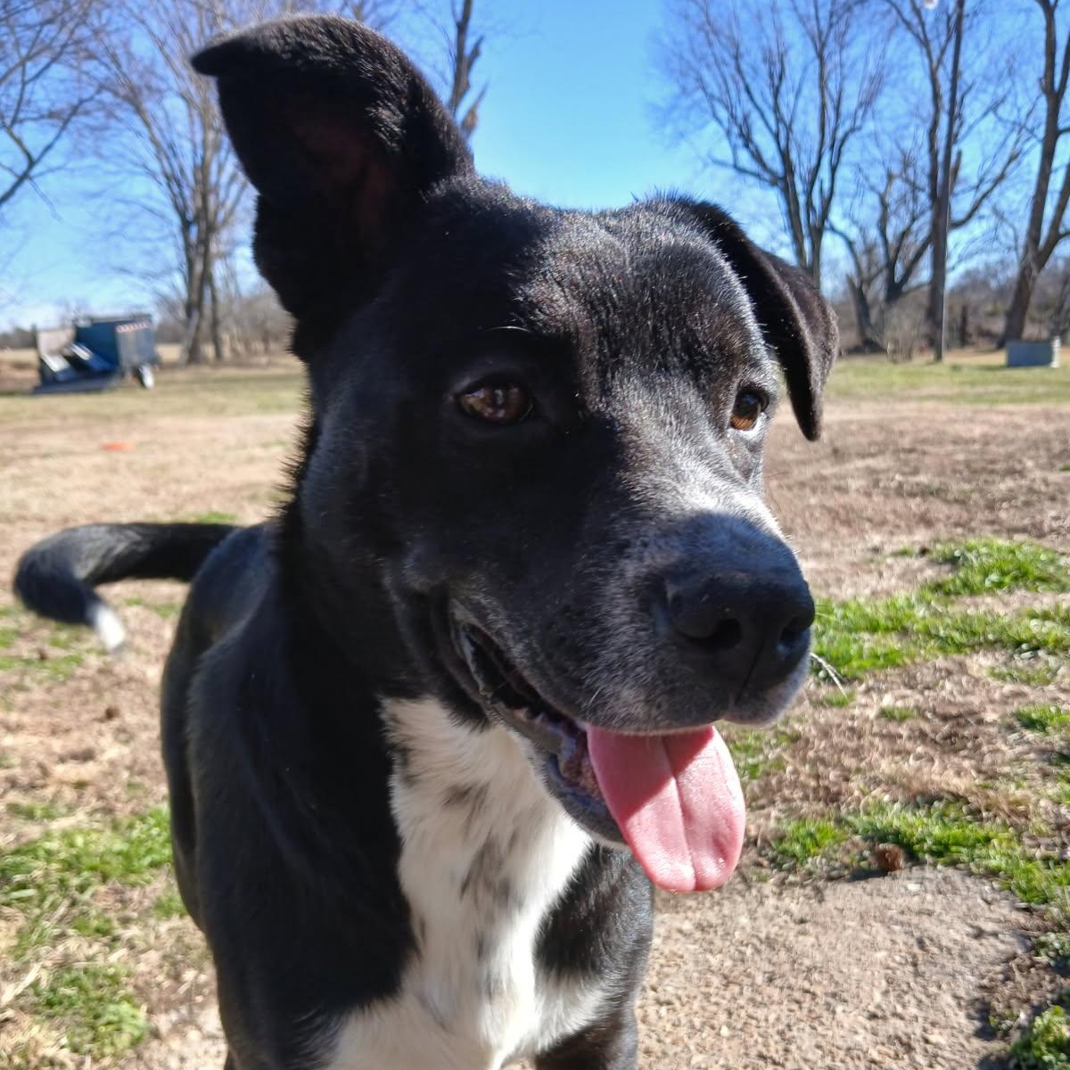 Enlarge Fonzie, a Adoptable mixed breed in Colcord, OK image 6/6