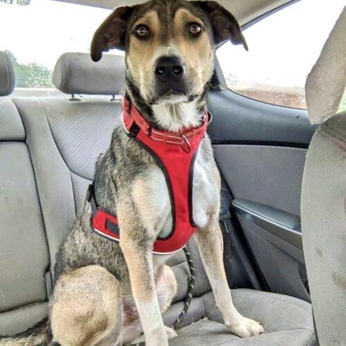 Enlarge Cola, a Adoptable mixed breed in Leesburg, AL image 1/5