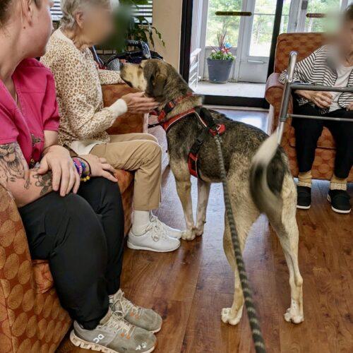 Enlarge Cola, a Adoptable mixed breed in Leesburg, AL image 2/5