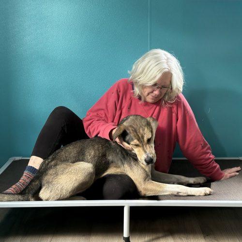 Cola, Adoptable, Young Male Shepherd & Mountain Cur.