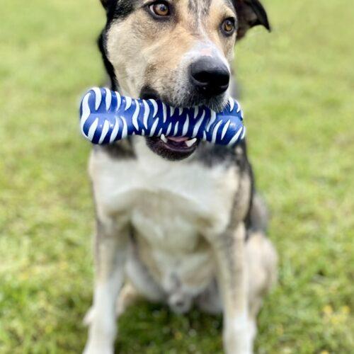 Enlarge Cola, a Adoptable mixed breed in Leesburg, AL image 2/5