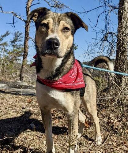 Enlarge Cola, a Adoptable mixed breed in Leesburg, AL image 5/5