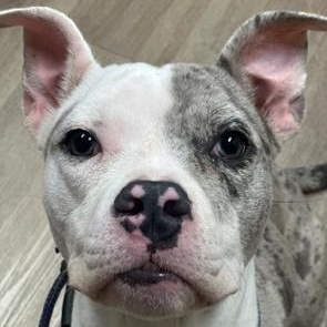 Roxy, an adopted Pit Bull Terrier in Lyndhurst, NJ image 1/5