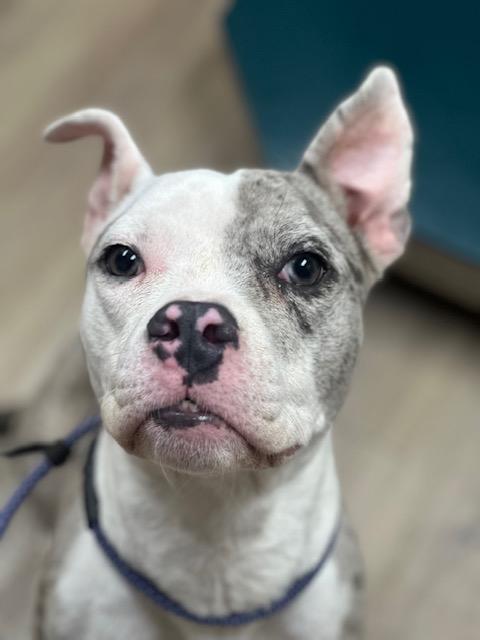 Roxy, an adopted Pit Bull Terrier in Lyndhurst, NJ image 4/5