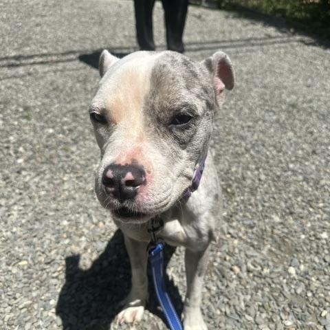 Roxy, an adopted Pit Bull Terrier in Lyndhurst, NJ image 5/5