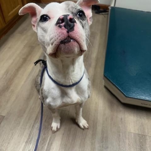 Roxy, an adopted Pit Bull Terrier in Lyndhurst, NJ image 2/5