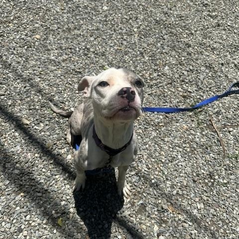 Roxy, an adopted Pit Bull Terrier in Lyndhurst, NJ image 3/5