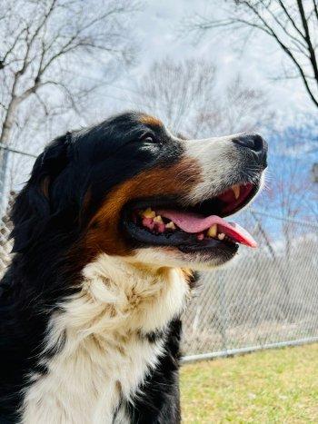 Enlarge Halli, an adopted Bernese Mountain Dog in Bedford Hills, NY image 3/6