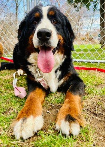 Enlarge Halli, an adopted Bernese Mountain Dog in Bedford Hills, NY image 4/6