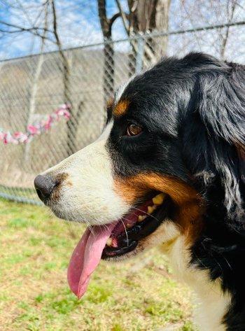 Enlarge Halli, an adopted Bernese Mountain Dog in Bedford Hills, NY image 2/6