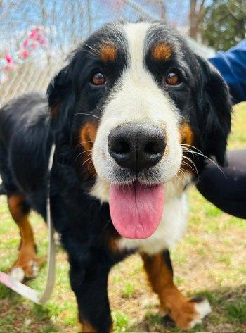 Enlarge Halli, an adopted Bernese Mountain Dog in Bedford Hills, NY image 1/6