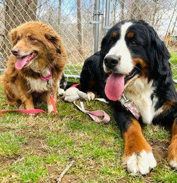 Enlarge Halli, an adopted Bernese Mountain Dog in Bedford Hills, NY image 5/6