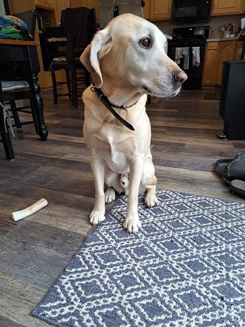 MAX, Adoptable, Adult Male Labrador Retriever.