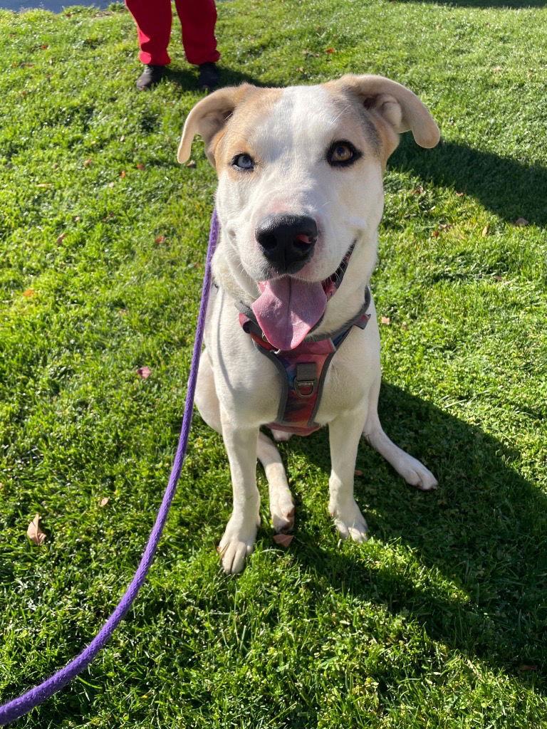 Enlarge Oreo  **Facilitated Adoption**, a Adoptable mixed breed in San Diego, CA image 1/3