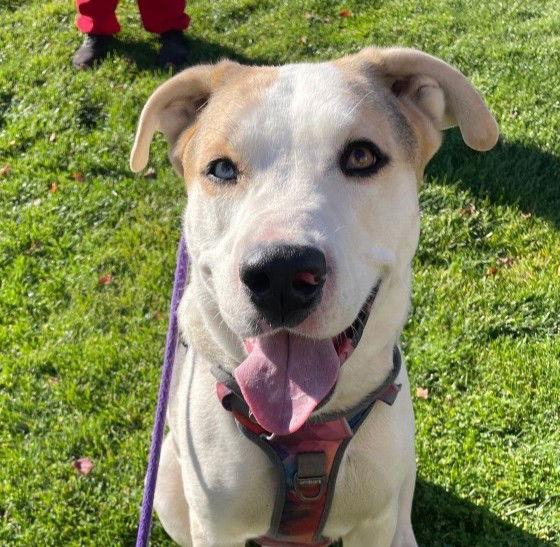 Enlarge Oreo  **Facilitated Adoption**, a Adoptable mixed breed in San Diego, CA image 2/3